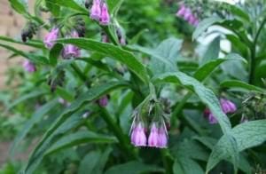 Comfrey – Comfrey's claim to fame is its high content of allantoin, a natural compound known for its powerful healing and regenerating properties. Comfrey is a powerful yet gentle treatment for sensitive and fragile skin, helping wounds, wrinkles, and loose skin. Comfrey's skin softening properties are unparalleled. Comfrey tincture occupies a place of honor in cosmetics for the face and hands. One of the tincture properties it regenerates loose and wrinkled skin (especially wrinkles around the eyes). You will find Comfrey in our Lipid Booster. This lipid-rich facial oil hydrates, repairs, and heals your skin while restoring its youthful glow.