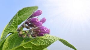 Comfrey has been cultivated, as a healing herb since at least 400BC