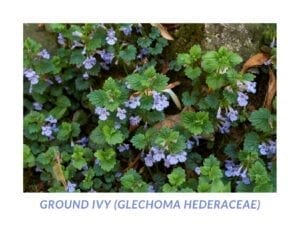 ground ivy (Glechoma hederaceae)- Health care was first a family affair and closely tied to both familial and spiritual life, and second, a down-to-earth collaboration with whatever happened to be growing outside the doorstep, whether it was ground ivy (Glechoma hederaceae) for a good night’s sleep