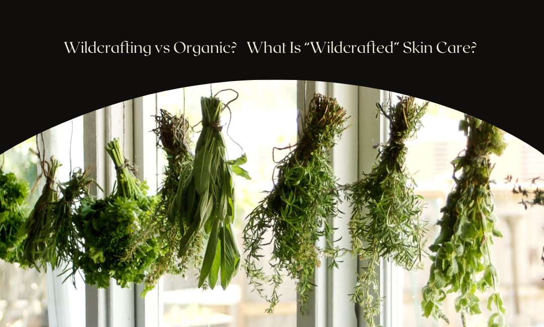 Wildcrafting vs Organic?