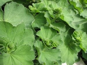Lady's Mantle