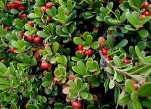 Bearberry Extract 