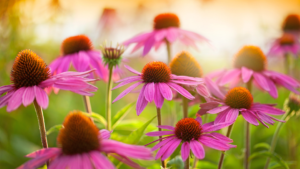 Echinacea What teas can you use to support your immune system from the inside out? Immune system booster all-stars of the herbal world include dozens of different plants from the ubiquitous elderberry and echinacea to the less well-known Andrographis, Tulsi basil, and Reishi mushroom. Reishi is revered worldwide for its ability to support the physical and spiritual heart while heightening the immune system. In fact, any of the medicinal mushrooms such as reishi, turkey tail, chaga, maitake, or shitake, have a centuries-old reputation for promoting longevity and immunity by helping the body adapt to various stressors.