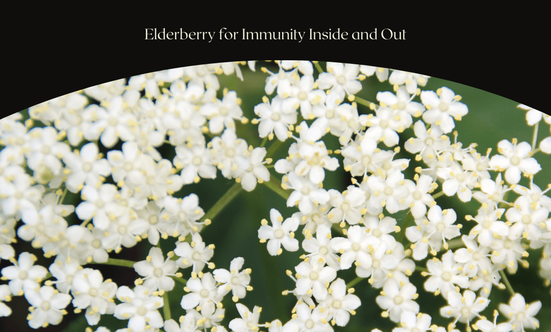 Elderberry for Immunity Inside and Out
