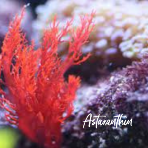 Astaxanthin and Peptides are a serious powerhouse regarding ingredients that transform the skin, and at Sunshine Botanicals, we are always about results. Peptides work synergistically with other ingredients like hyaluronic acid and astaxanthin (red algae). Astaxanthin (red algae) is – a form of seaweed 50x more potent than vitamin C in its antioxidant properties to treat sun-damaged skin. When combining peptides with specific botanicals, beautiful changes can occur quickly to UV-damaged skin. A lot of research has been conducted on Peptides over the last 20 years. Many new Peptides and applications have been developed to deal with multiple problem areas associated with advanced aging skin concerns. 
